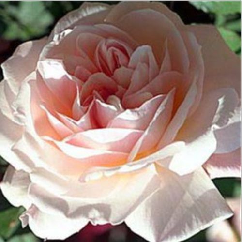 Rosen Shop - floribunda-grandiflora rosen  - rosa - Rosa Grüss an Aachen™ - diskret duftend - L. Wilhelm Hinner - Außerordentliche, rosane Sorte mit einem gelben Stich, die während des Blühens in Cremefarbe übergeht.